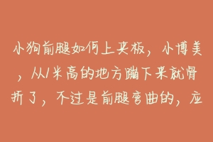 小狗前腿如何上夹板，小博美，从1米高的地方蹦下来就骨折了，不过是前腿弯曲的，应该可以捋顺吧 狗狗腿折了怎么固定