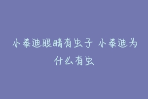 小泰迪眼睛有虫子 小泰迪为什么有虫