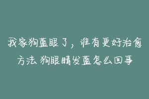 我家狗蓝眼了，谁有更好治愈方法 狗眼睛发蓝怎么回事