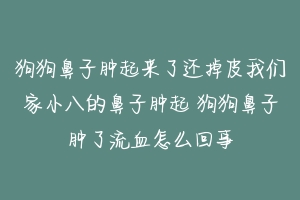 狗狗鼻子肿起来了还掉皮我们家小八的鼻子肿起 狗狗鼻子肿了流血怎么回事