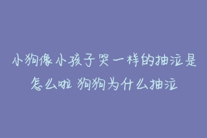 小狗像小孩子哭一样的抽泣是怎么啦 狗狗为什么抽泣