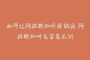 如何让阿拉斯加听你的话 阿拉斯加叫名字怎么训