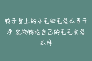 鸭子身上的小毛细毛怎么弄干净 宠物鸭吃自己的毛毛会怎么样