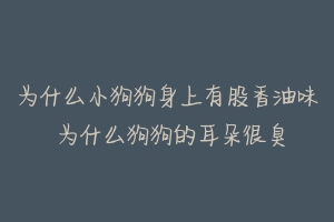 为什么小狗狗身上有股香油味 为什么狗狗的耳朵很臭