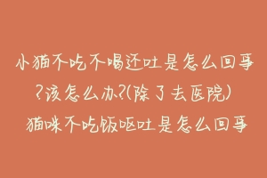 小猫不吃不喝还吐是怎么回事?该怎么办?(除了去医院) 猫咪不吃饭呕吐是怎么回事