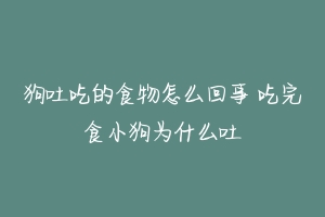 狗吐吃的食物怎么回事 吃完食小狗为什么吐