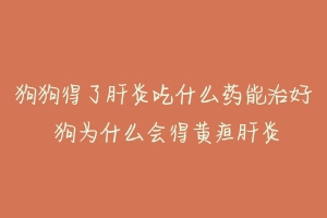 狗狗得了肝炎吃什么药能治好 狗为什么会得黄疸肝炎