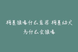 柯基狼嚎什么意思 柯基幼犬为什么会狼嚎