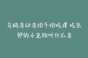 乌鸫鸟幼鸟怕不怕吃撑 吃虫卵的小宠物叫什么鸟