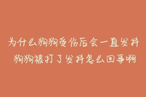 为什么狗狗受伤后会一直发抖 狗狗被打了发抖怎么回事啊