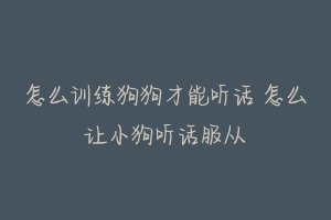 怎么训练狗狗才能听话 怎么让小狗听话服从