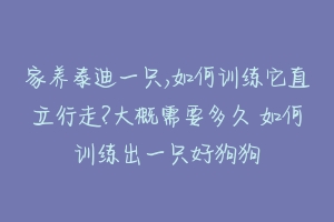 家养泰迪一只,如何训练它直立行走?大概需要多久 如何训练出一只好狗狗