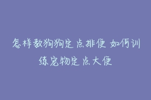 怎样教狗狗定点排便 如何训练宠物定点大便