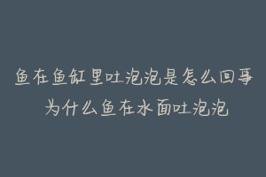 鱼在鱼缸里吐泡泡是怎么回事 为什么鱼在水面吐泡泡