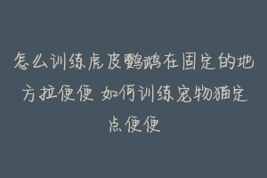 怎么训练虎皮鹦鹉在固定的地方拉便便 如何训练宠物猫定点便便