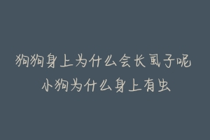 狗狗身上为什么会长虱子呢 小狗为什么身上有虫