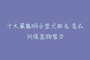 十大最聪明小型犬排名 怎么训练宠物智力