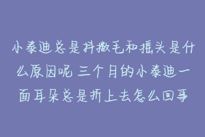 小泰迪总是抖擞毛和摇头是什么原因呢 三个月的小泰迪一面耳朵总是折上去怎么回事