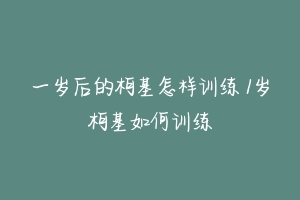 一岁后的柯基怎样训练 1岁柯基如何训练