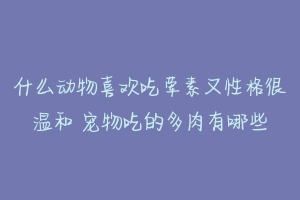 什么动物喜欢吃荤素又性格很温和 宠物吃的多肉有哪些