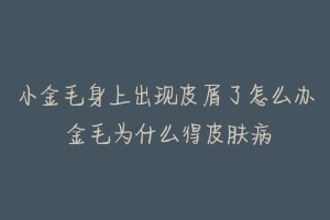 小金毛身上出现皮屑了怎么办 金毛为什么得皮肤病