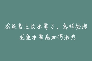 龙鱼背上长水霉了、怎样处理 龙鱼水霉病如何治疗