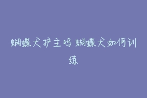 蝴蝶犬护主吗 蝴蝶犬如何训练