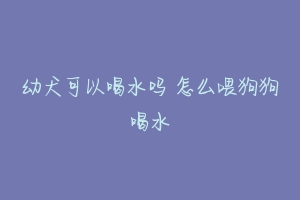 幼犬可以喝水吗 怎么喂狗狗喝水