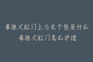 泰迪犬肛门上方长个包是什么 泰迪犬肛门怎么护理