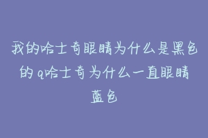 我的哈士奇眼睛为什么是黑色的 q哈士奇为什么一直眼睛蓝色