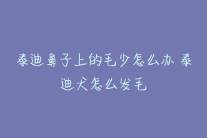 泰迪鼻子上的毛少怎么办 泰迪犬怎么发毛