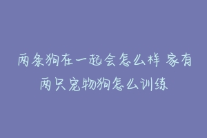 两条狗在一起会怎么样 家有两只宠物狗怎么训练