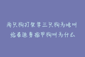 两只狗打架第三只狗为啥叫 给泰迪剪指甲狗叫为什么