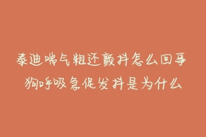 泰迪喘气粗还颤抖怎么回事 狗呼吸急促发抖是为什么