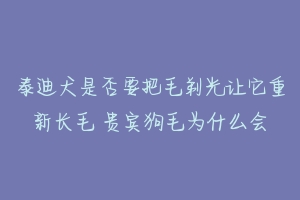 泰迪犬是否要把毛剃光让它重新长毛 贵宾狗毛为什么会