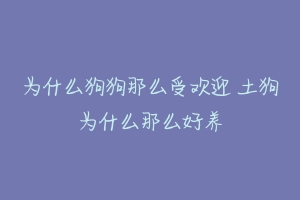 为什么狗狗那么受欢迎 土狗为什么那么好养