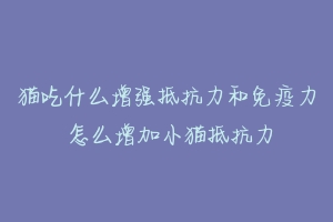 猫吃什么增强抵抗力和免疫力 怎么增加小猫抵抗力