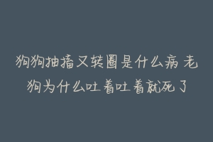 狗狗抽搐又转圈是什么病 老狗为什么吐着吐着就死了