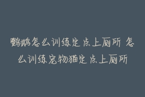 鹦鹉怎么训练定点上厕所 怎么训练宠物猫定点上厕所