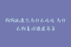 狗狗抚摸它为什么呜呜 为什么狗喜欢被揉耳朵