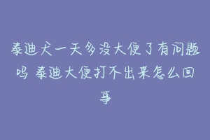 泰迪犬一天多没大便了有问题吗 泰迪大便打不出来怎么回事