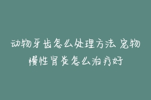 动物牙齿怎么处理方法 宠物慢性肾炎怎么治疗好