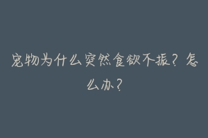 宠物为什么突然食欲不振？怎么办？