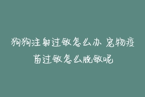 狗狗注射过敏怎么办 宠物疫苗过敏怎么脱敏呢