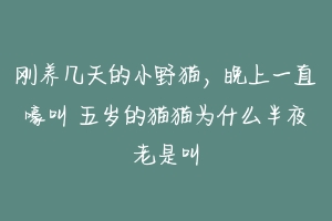 刚养几天的小野猫，晚上一直嚎叫 五岁的猫猫为什么半夜老是叫