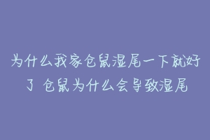 为什么我家仓鼠湿尾一下就好了 仓鼠为什么会导致湿尾